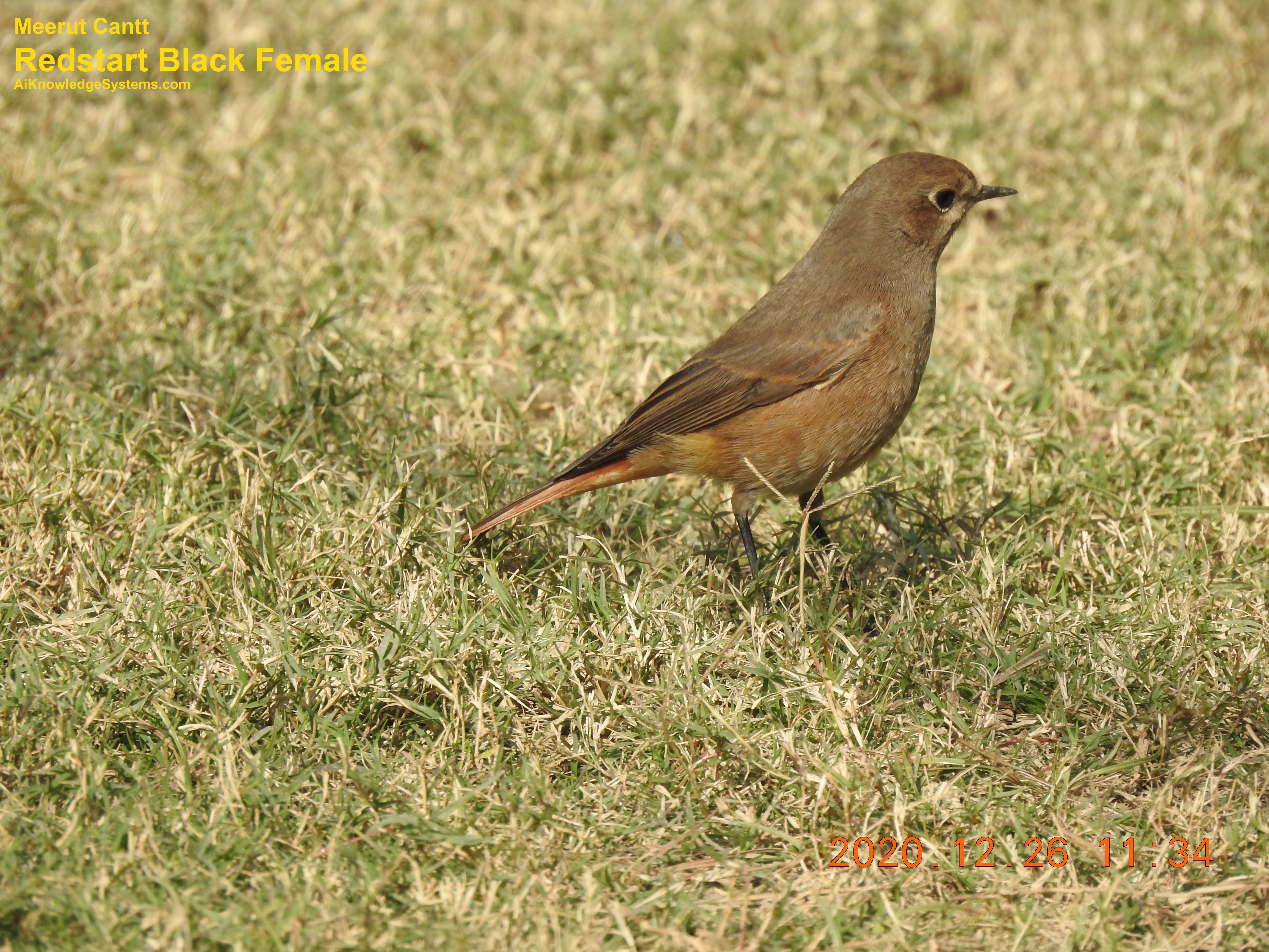 Redstart (14) Coming Soon